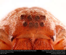 Image of Nursery Web Spider