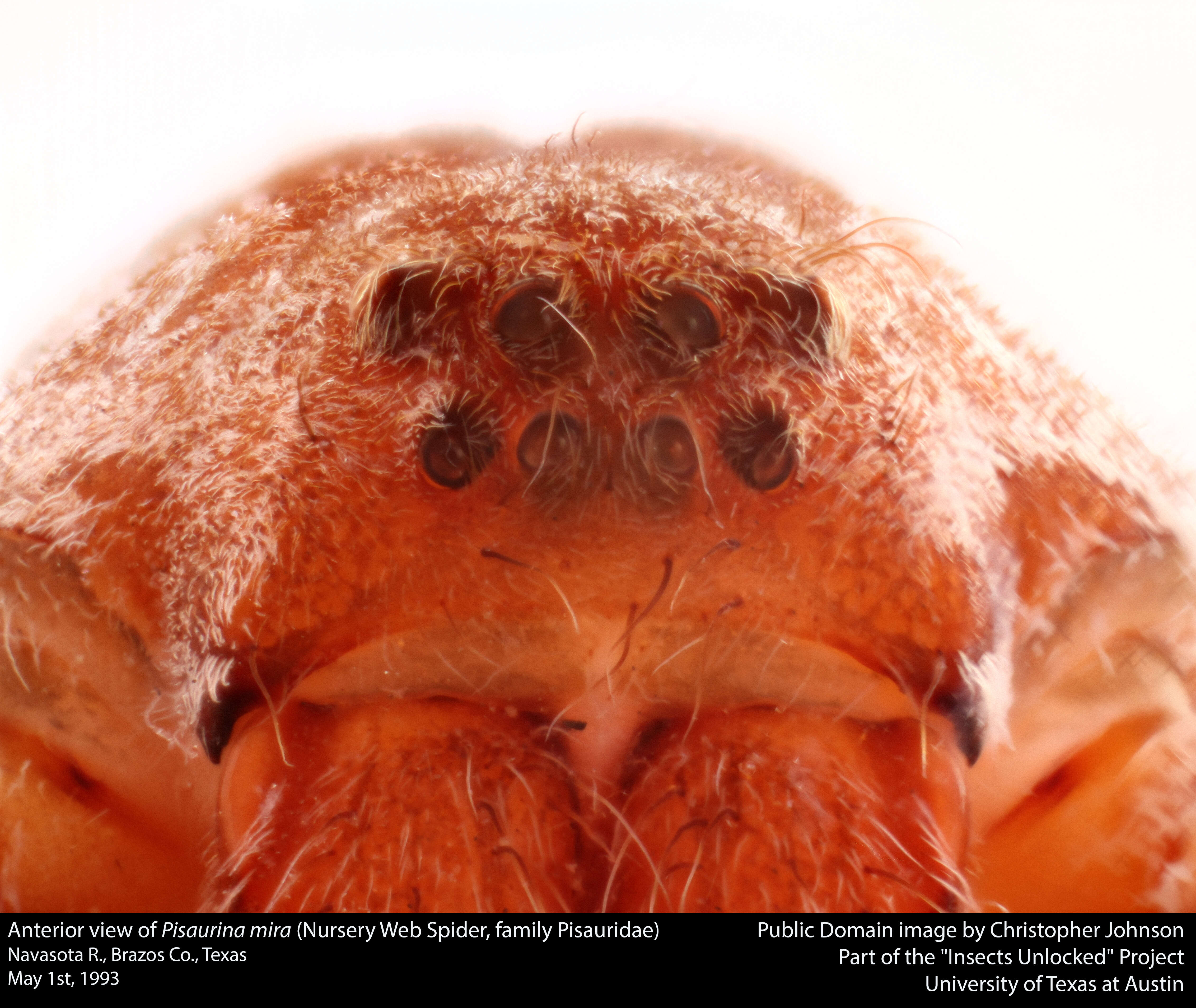 Image of Nursery Web Spider