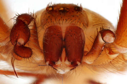 Image of Brown Recluse