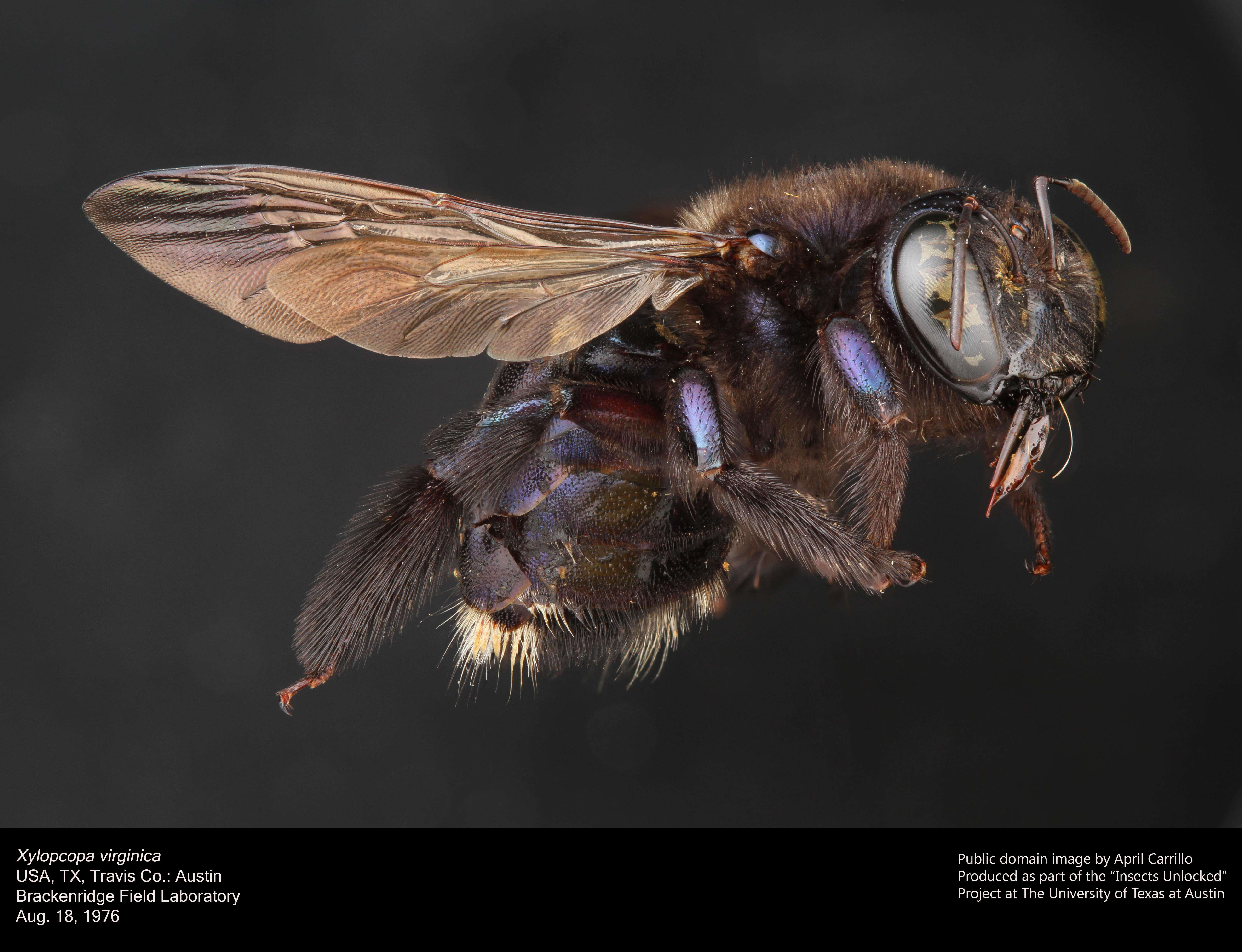 Image of Eastern Carpenter Bee