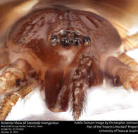 Image of Triangulate cobweb spider