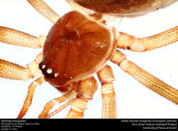 Image of Triangulate cobweb spider