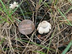 Image of Geastrum minimum Schwein. 1822