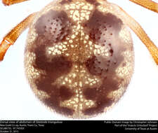 Image of Triangulate cobweb spider