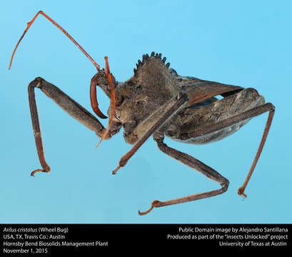 Image of Wheel Bug