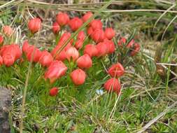 Image of Gentianella rupicola (Kunth) Holub