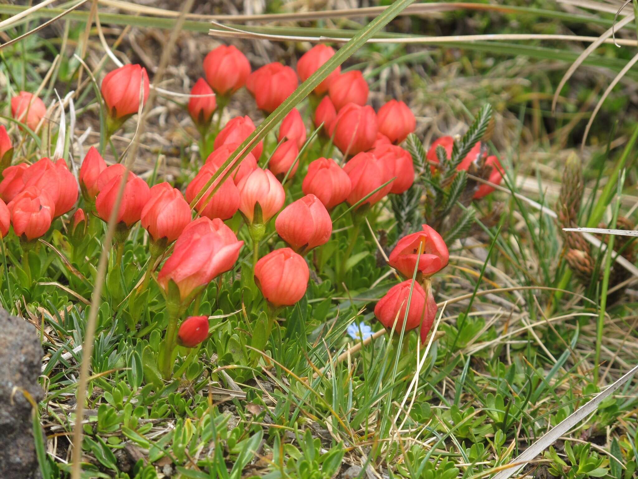 Image of Gentianella rupicola (Kunth) Holub