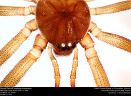 Image of Triangulate cobweb spider