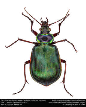 صورة Calosoma (Calosoma) scrutator (Fabricius 1775)