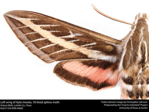 Image of White-lined Sphinx