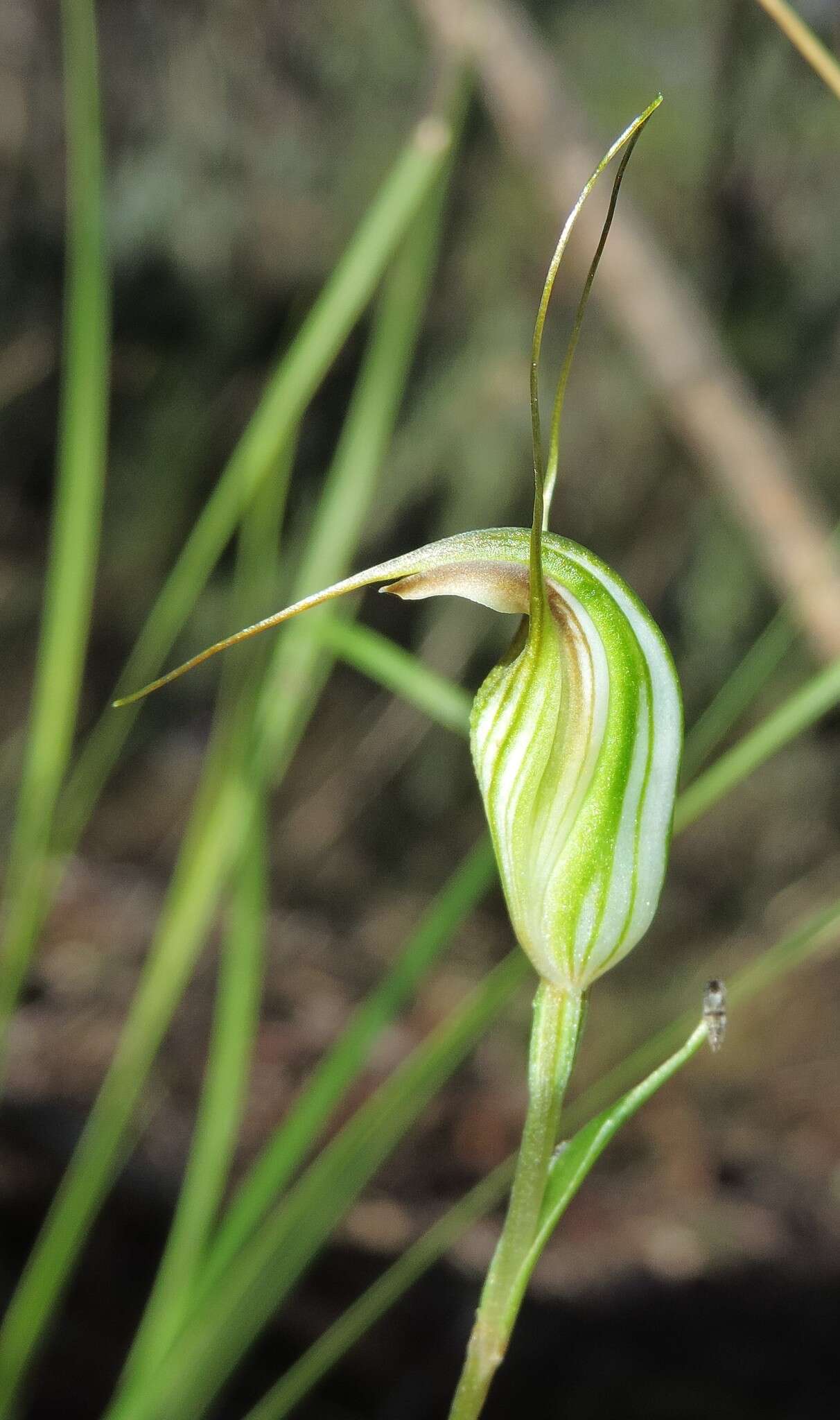 Image of Fisch's greenhood