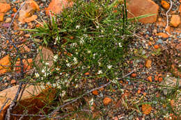 Image of Asparagus divaricatus (Oberm.) Fellingham & N. L. Mey.