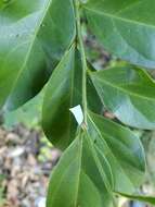 Image of Phylliana alba (Jacobi 1915)