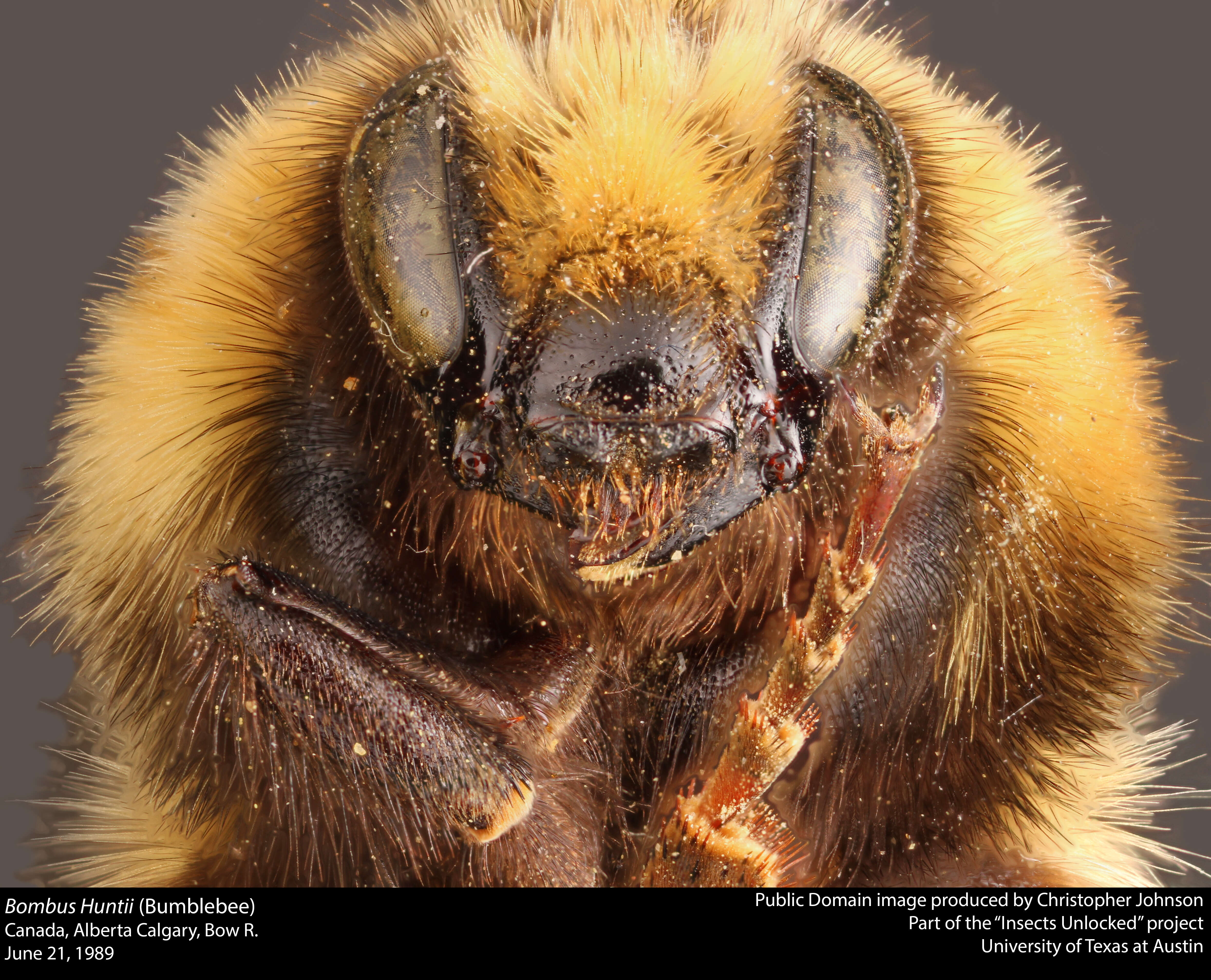 Image of Hunt Bumble Bee