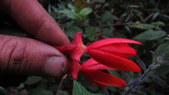 Image of Begonia ferruginea L. fil.