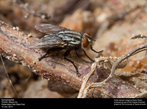 Image of flesh flies