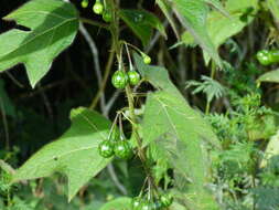 Image of Solanum acerifolium Humb. & Bonpl. ex Dun.