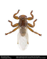 Image of louse flies