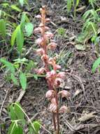 Image of Vreeland's coralroot