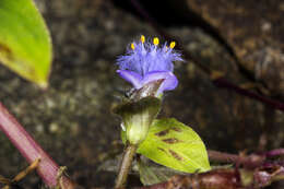 Image of Cyanotis villosa (Spreng.) Schult. & Schult. fil.