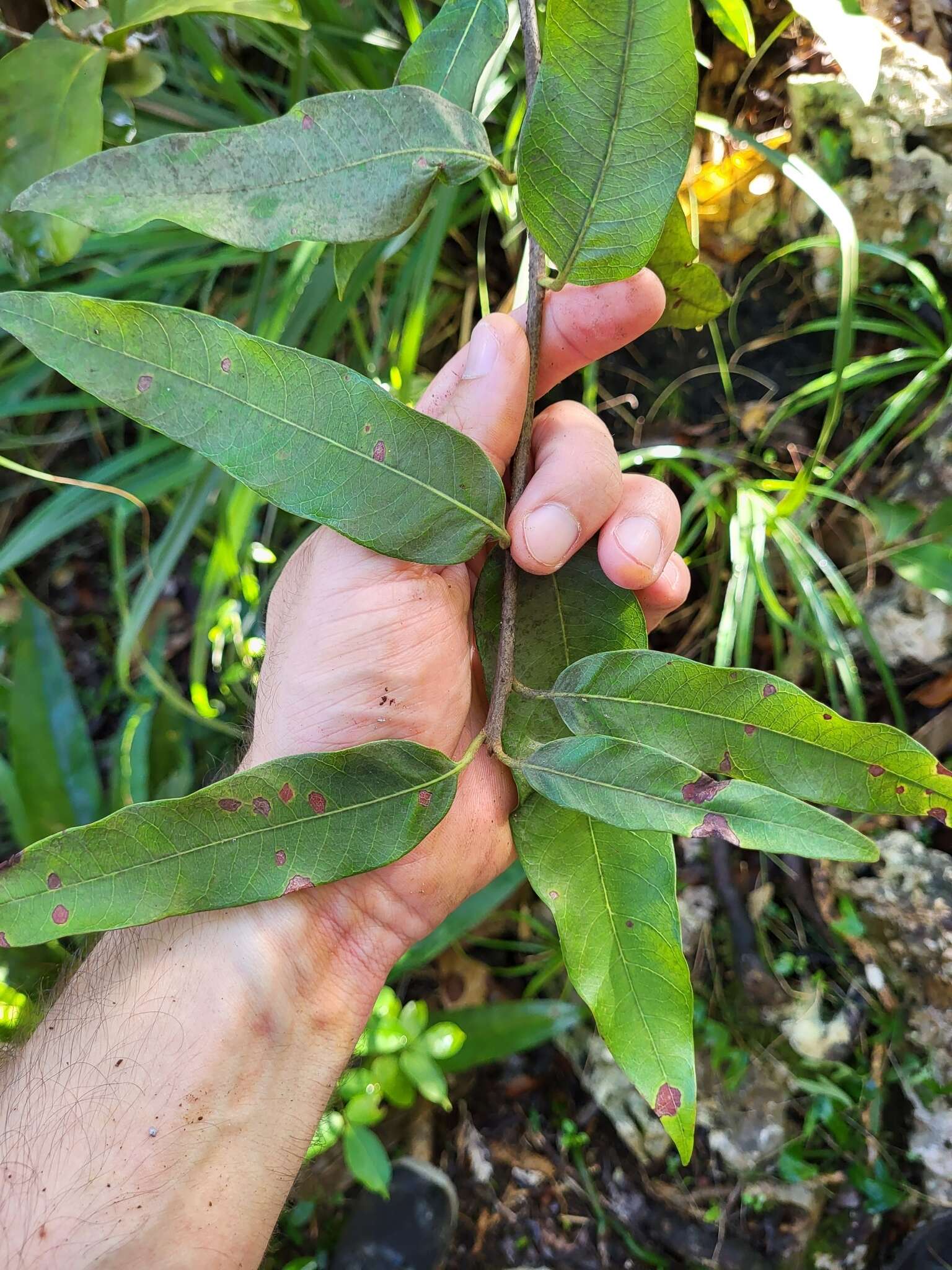 Sivun Pouteria dictyoneura subsp. fuertesii (Urb.) Cronquist kuva