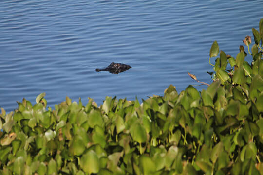 Image of Yacare caiman