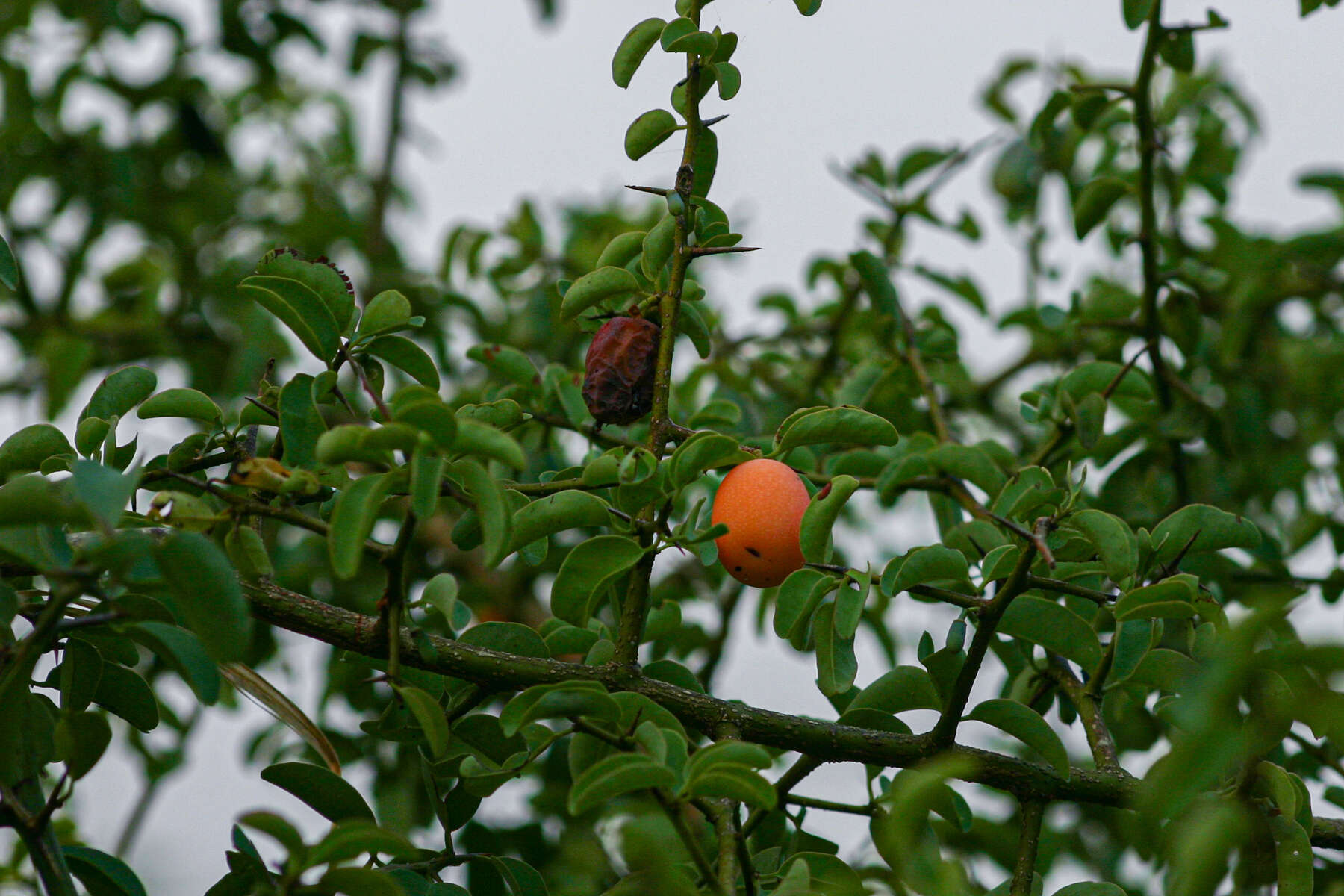 Image of Blue sourplum