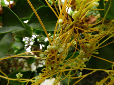 Image of fringed dodder