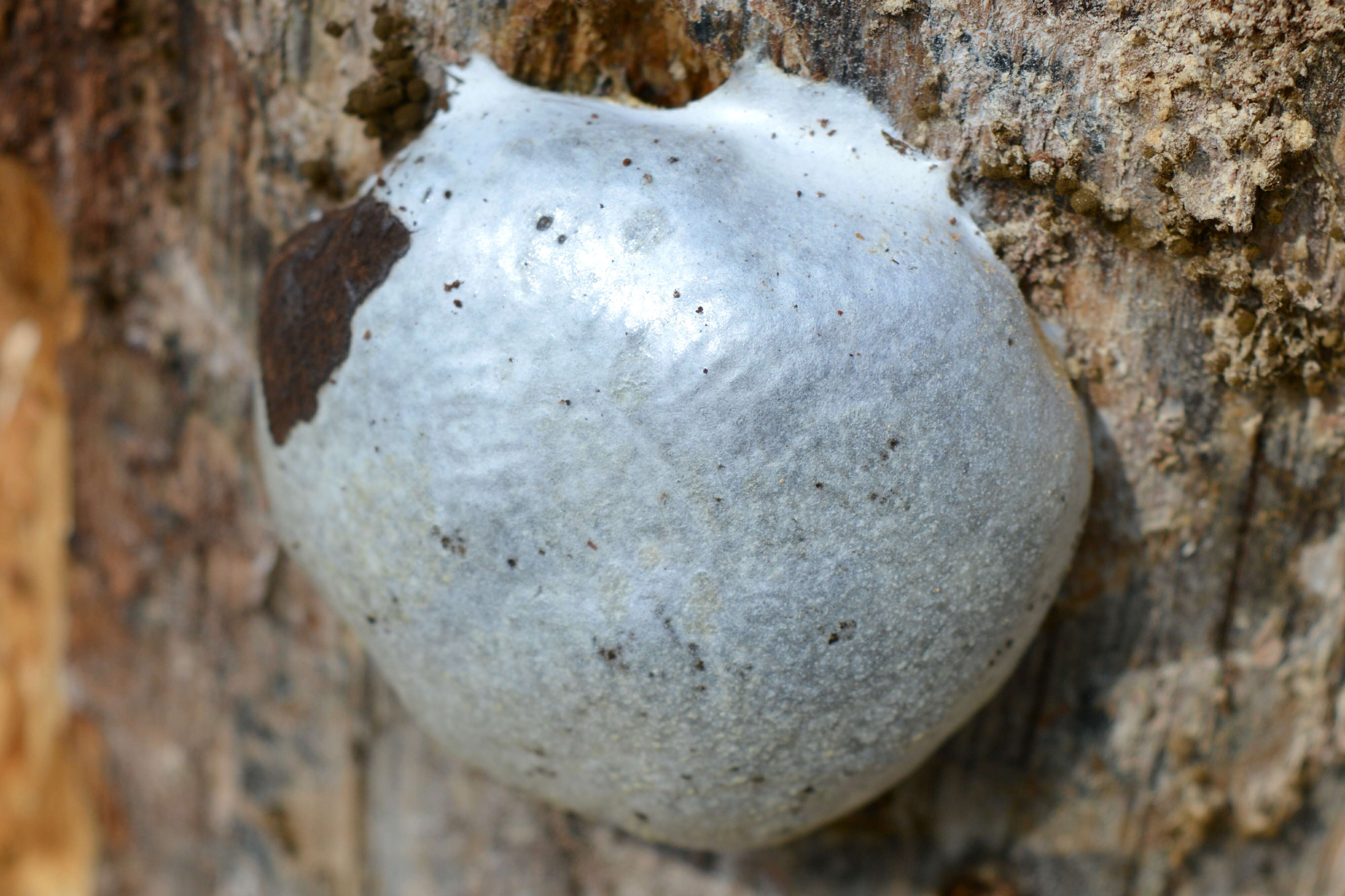 Image of Reticularia lycoperdon