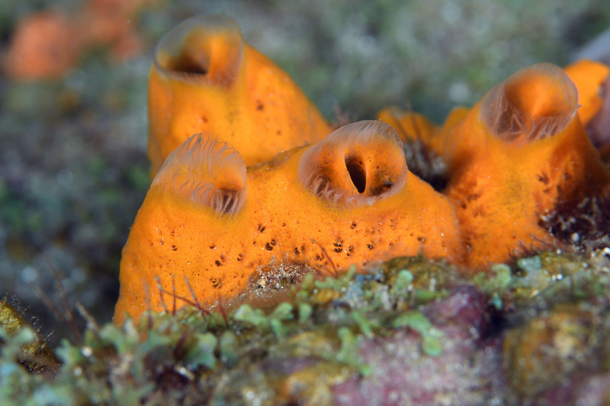 Image of Orange Icing Sponge