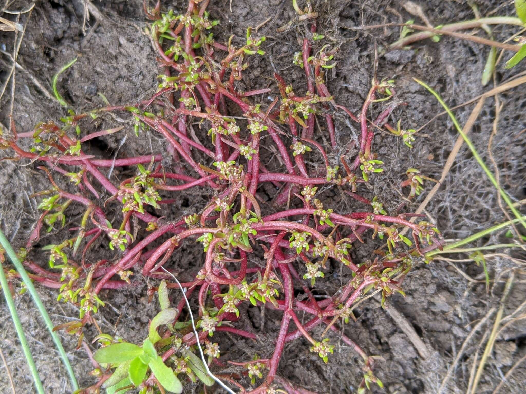 Image of Myriophyllum integrifolium (J. D. Hook.) J. D. Hook.