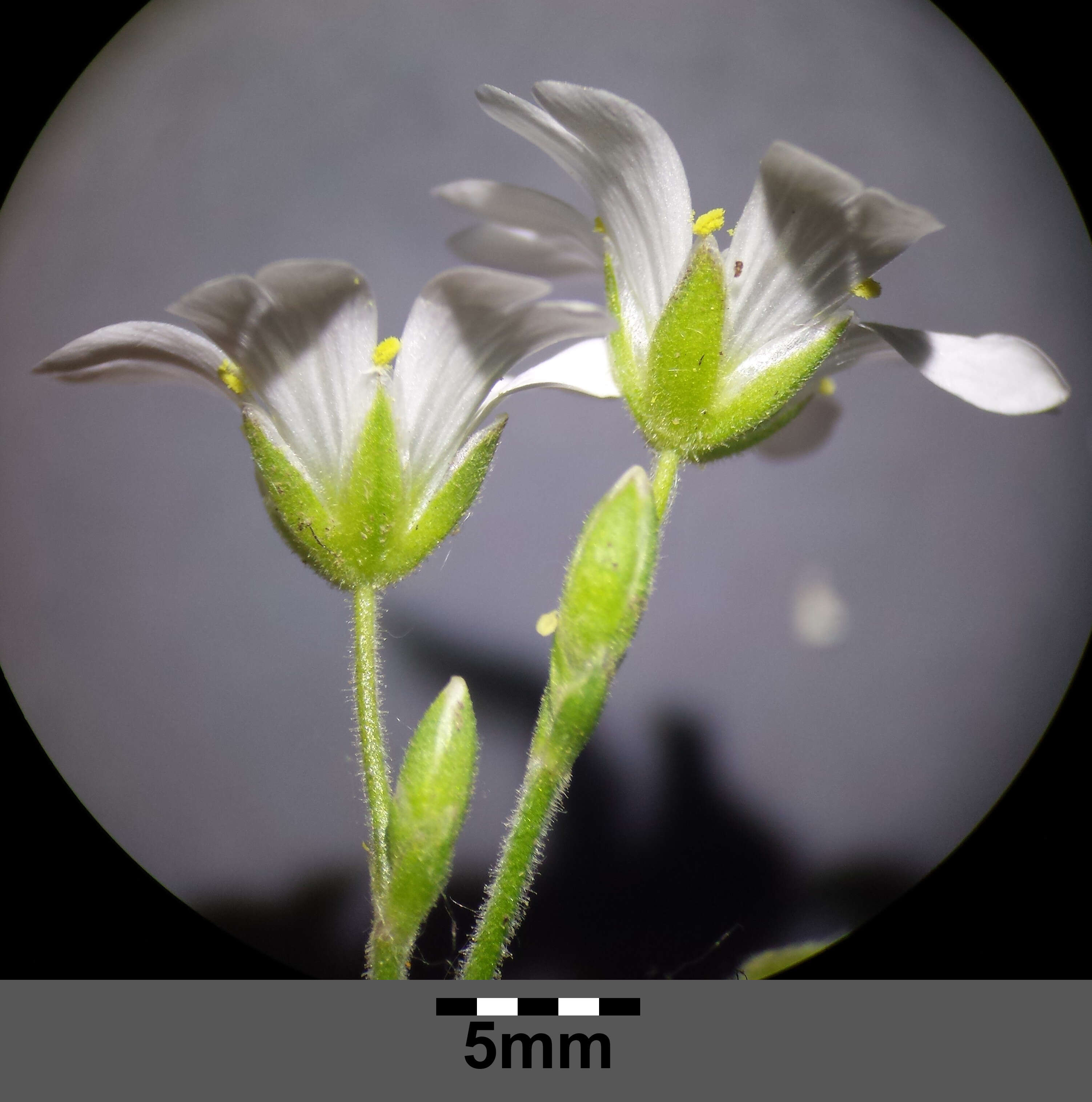 Image of field chickweed