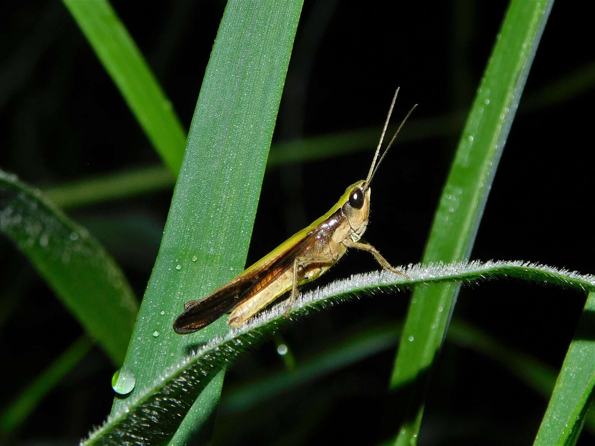 Coryphosima stenoptera (Schaum 1853) resmi