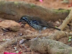 Image of Spot-winged Thrush