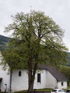 Image of Large-leaved Lime