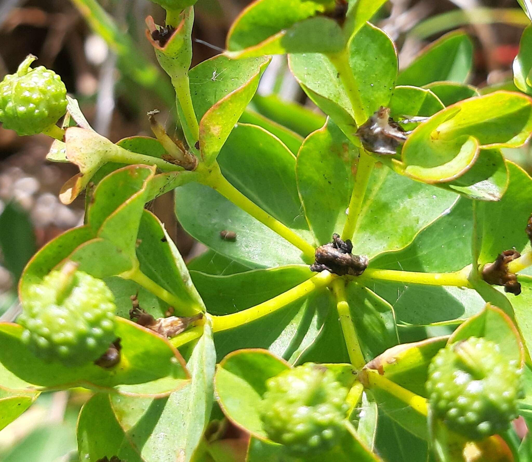 Image of Euphorbia paniculata Desf.