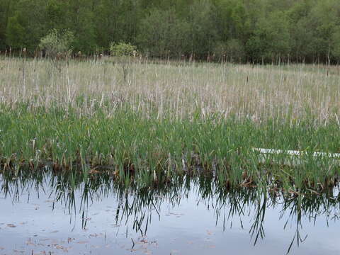 Image of broadleaf cattail