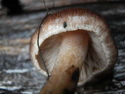 Image of Inocybe pseudodestricta Stangl & J. Veselský 1973