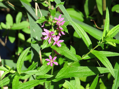 Image of Purple Loosestrife