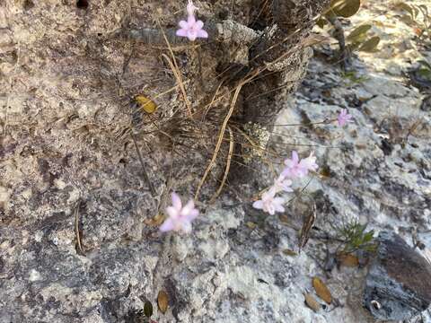 Image of Polystachya dendrobiiflora Rchb. fil.