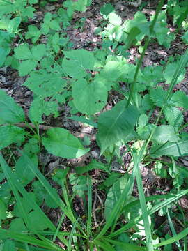 Image of marsh hawk's-beard