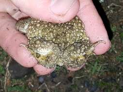 Image of Common Cape Toad; Sand Toad