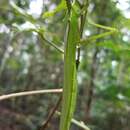 Imagem de Parapodacanthus hasenpuschorum Brock 2003