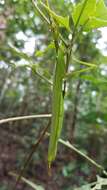 Image of Parapodacanthus hasenpuschorum Brock 2003