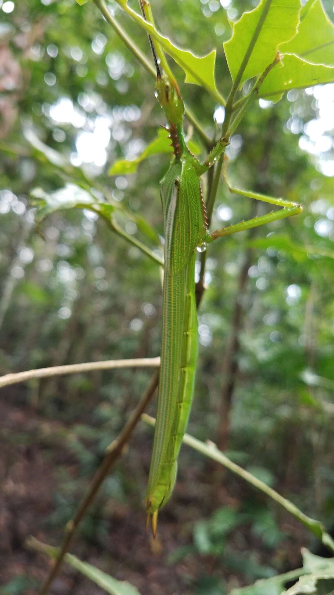 Image of Parapodacanthus hasenpuschorum Brock 2003