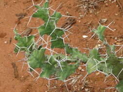 Euphorbia grandicornis Blanc resmi