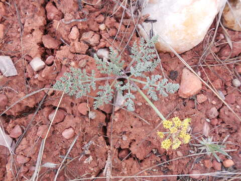 Image of desert biscuitroot