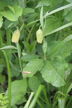 Image of Fritillaria lagodechiana Kharkev.