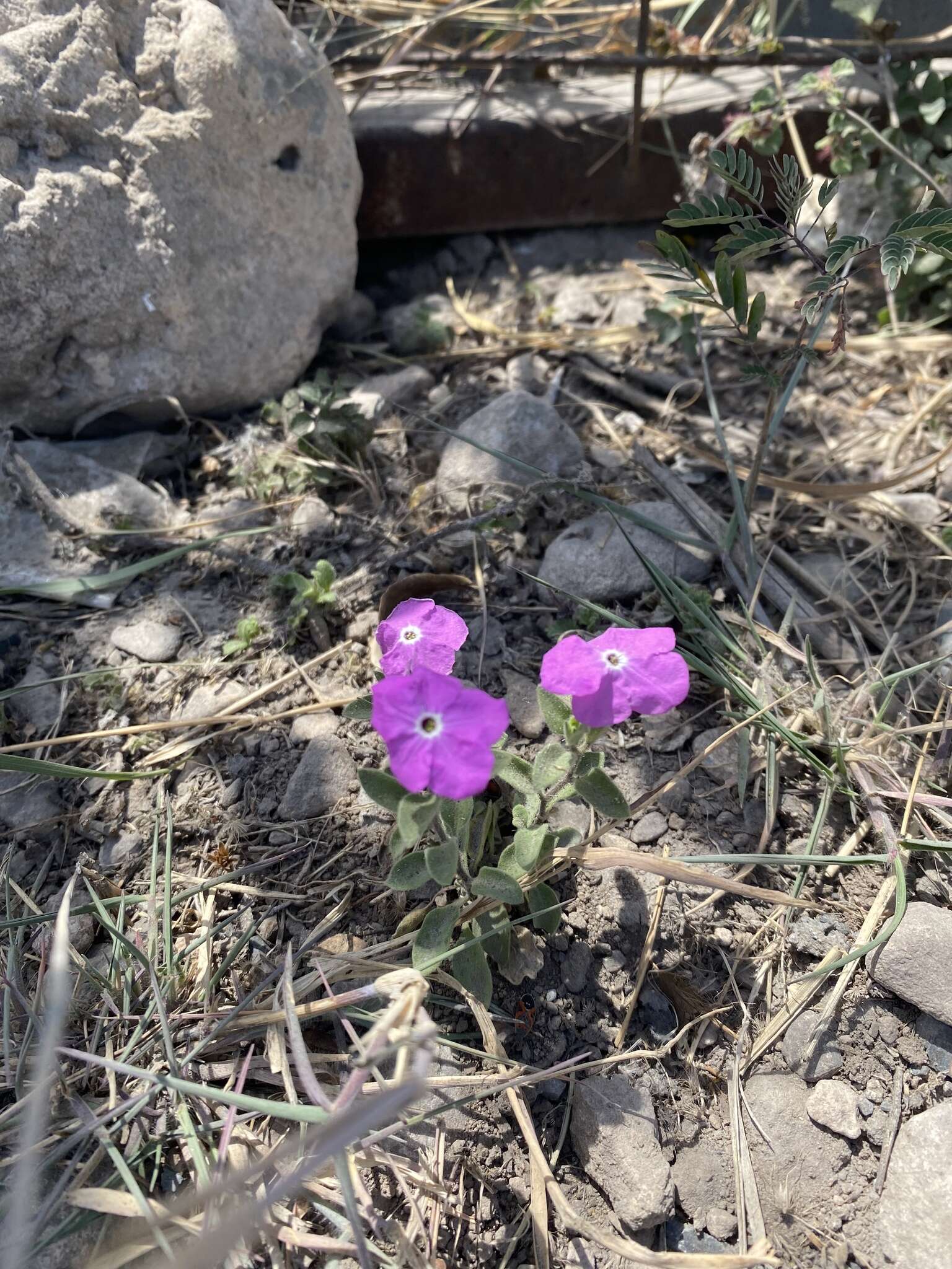 Image of Texas cupflower