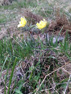 صورة Pulsatilla alpina subsp. apiifolia (Scop.) Nyman